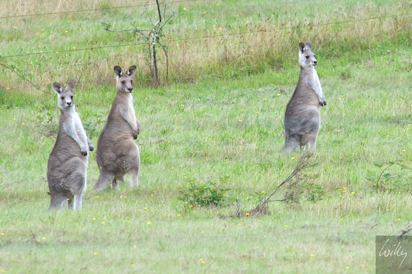 AustraliaEast 10  118